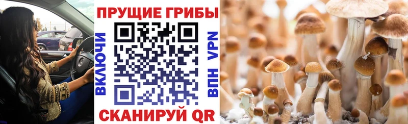 Галлюциногенные грибы Psilocybine cubensis  Юрюзань 